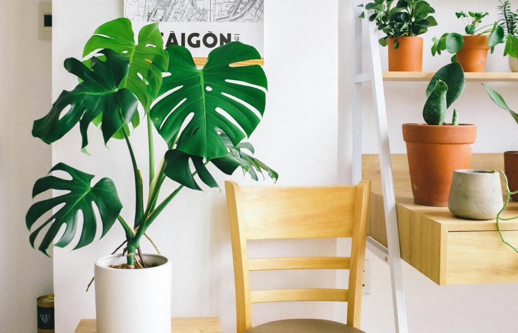 Modern interior featuring a wooden chair and lush potted monstera, creating a fresh natural look.