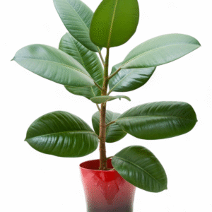 Rubber Ficus Elastica