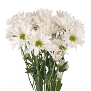 Daisy Flower Bunch